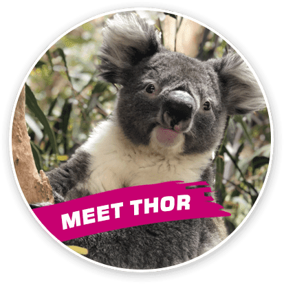 meet-thor-img